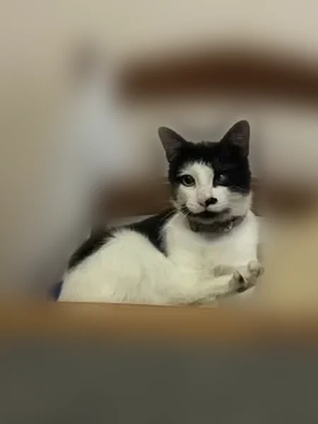 Пропала кошка, Губкино, Московская область — зовут Феликс, с маячком на шее - photo