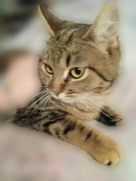 Пропала кошка, улица Седина, 106, Ейск — очень пугливая кошечка - photo