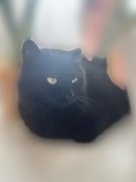 Пропала кошка, улица 10 Пятилетки, 2, Краснокамск — полностью чёрная, 7 лет - photo