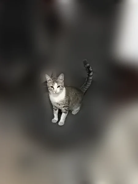 Пропала кошка, Мебельный проезд, 2 литД, Санкт-Петербург — полосатая - photo