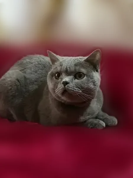 Пропала кошка, улица Суворова, 16, Черняховск — очень спокойная, ласковая - photo