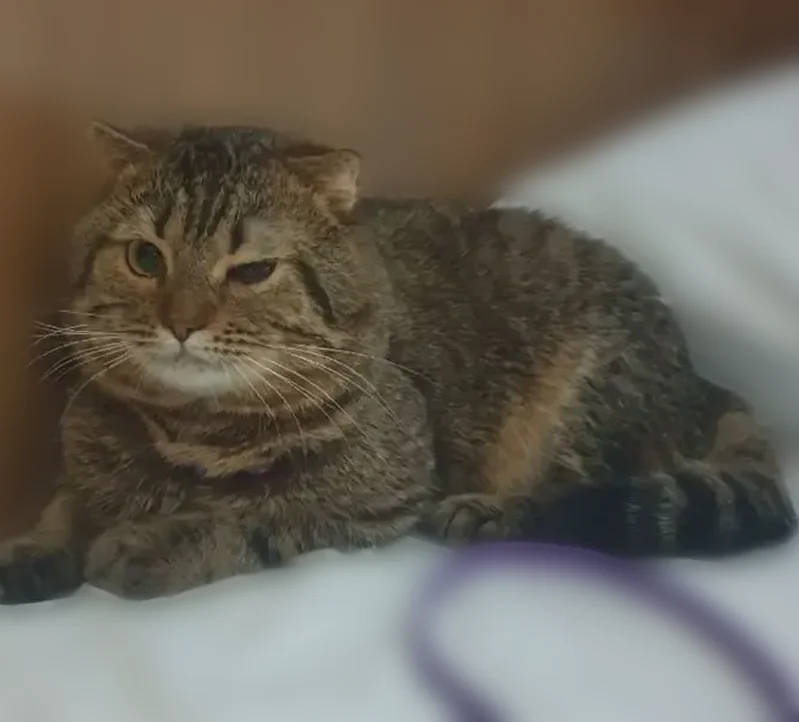 Пропала кошка, 9 (прежняя улица Зеленая), Ухта — пугливая, полосатая, с буквой М на лбу - photo