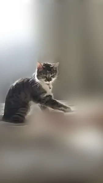 Пропала кошка, Вологодская улица, 10, Хабаровск — молодой кот, кастрирован, откликается на кличку Малой - photo