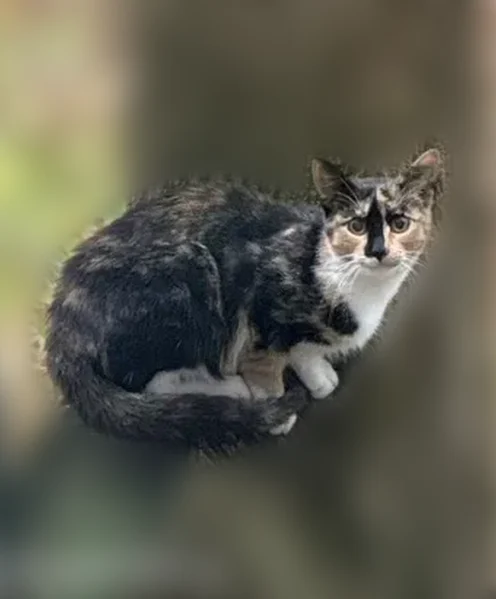 Пропала кошка, улица Исаковского, 14 к1, Москва — не особо ручная, пропала 3,5 недели назад - photo