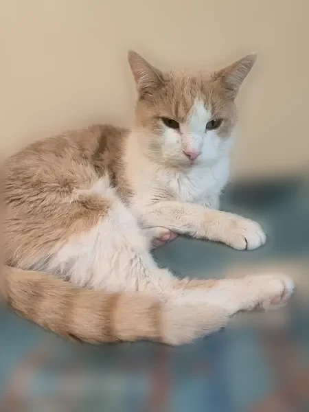 Пропала кошка, улица Рихарда Зорге, 2, Казань — бело-рыжая, с коричневым ошейником от блох - photo