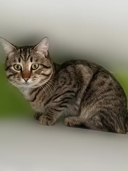 Пропала кошка, улица Строителей, 11, Реж — дворовая, зелёные глаза, 1 год - photo