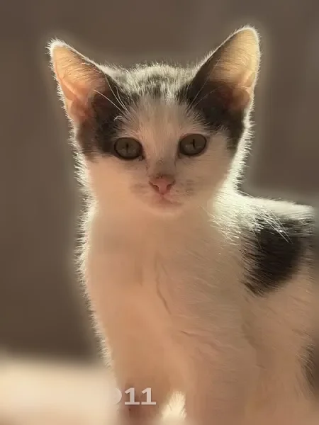 Пропала кошка, 19, Пушкино, Пушкино — белая, очень ласковая - photo