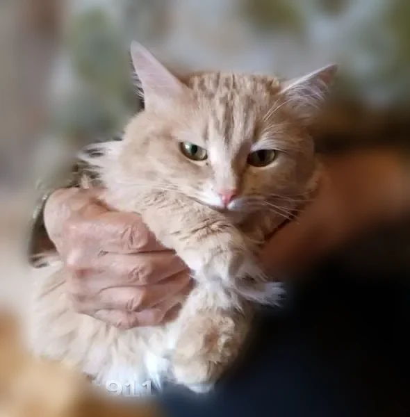 Пропала кошка, улица Каравайковой, Иваново — пушистая, взрослая, домашняя - photo