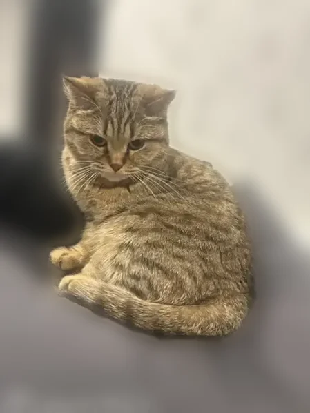 Пропала кошка, проспект Ленина, 2, Нерюнгри — выбежала через чуть приоткрытую дверь - photo