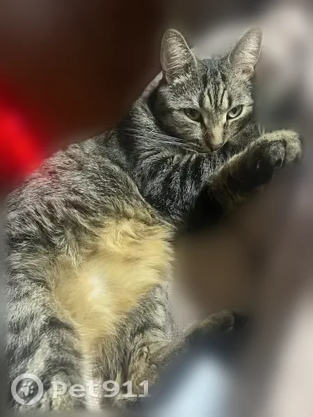 Пропала кошка, улица Андропова, 16/5, Ступино — коричнево-серый кот без ошейника - photo