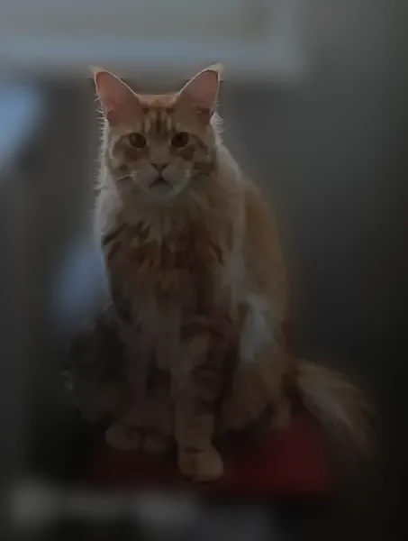 Пропала кошка, улица Фрунзе, 25, Мурманск — рыжая, пушистая, ласковая - photo