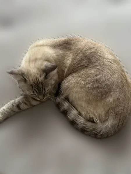 Пропала кошка, переулок Ломоносова, 4, Спасск-Рязанский - photo