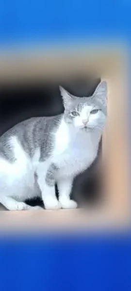 Пропала кошка, Комсомольский бульвар, 8Б, Нижневартовск - photo