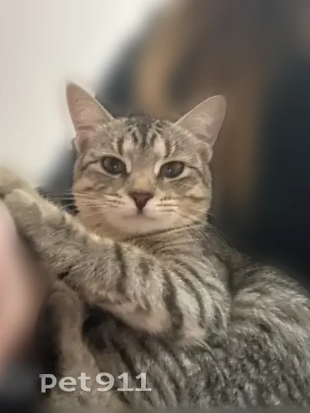 Пропала кошка, проспект А.Ф. Дериглазова, 25, Курск — трёхцветная, щуплого телосложения - photo
