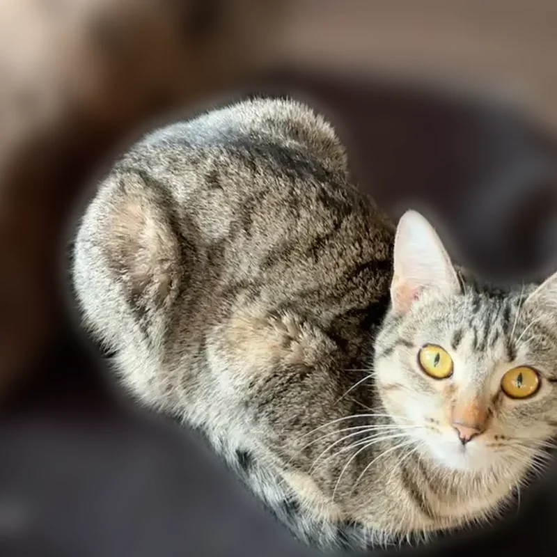 Пропала кошка, 18А, Егорьевск, Егорьевск — европейская короткошерстная, табби, янтарные глаза - photo