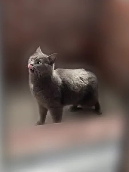 Пропала кошка, 9-я Подлесная улица, 11 к2, Ижевск — серый окрас, белое пятнышко на шее - photo