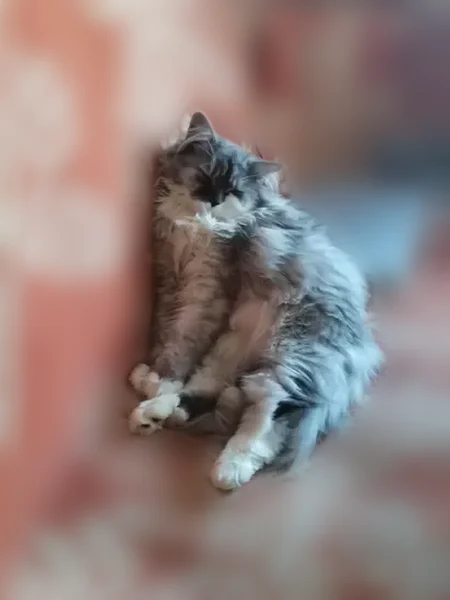 Пропала кошка, улица Кутузова, 108А, Тула — Даша, белое пузико и лапки - photo