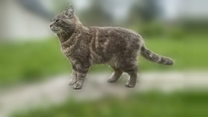 Пропала кошка, 5-я аллея, 62, Парголово — серая с разводами, зеленые глаза - photo