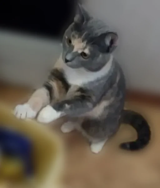 Пропала кошка, Строительная улица, 5, Кострома — трёхшерстная, домашняя, пугливая - photo