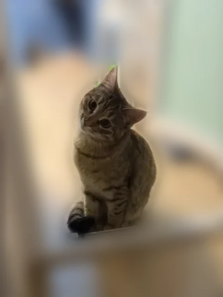Пропала кошка, 30, Иваново — ласковая, полосатая (тигровая), короткая шерсть - photo
