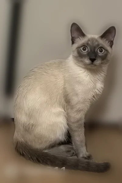 Пропала кошка, улица Профессора Камая, 5, Казань - photo