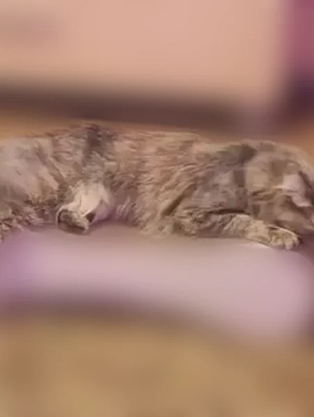 Пропала кошка, переулок Мечникова, 18, Воронеж — серо-рыжая пятнистая, пугливая - photo