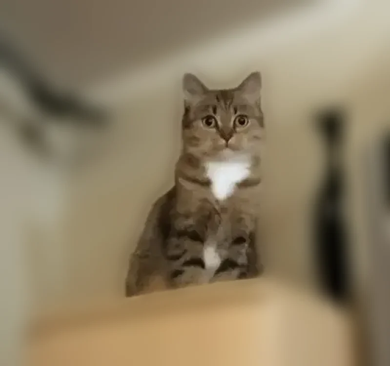 Пропала кошка, 49Н-0109, Большой Волок, Батецкий — британка, 7 лет, домашняя - photo