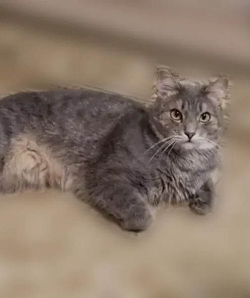 Пропала кошка, улица Маяковского, 9, Сургут — серый домашний кот Кеша - photo