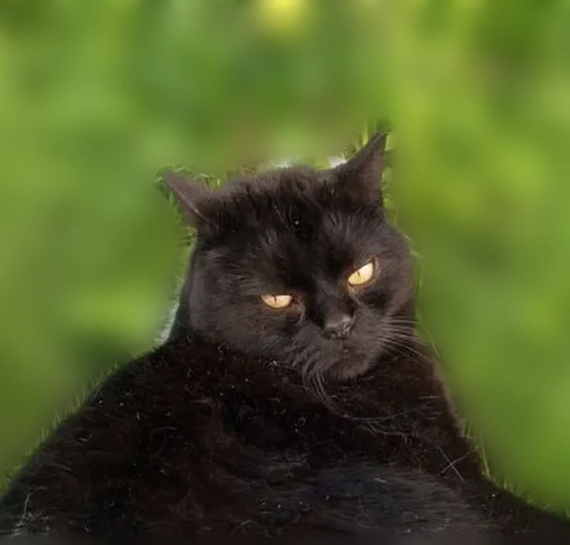 Пропала кошка, Партизанская улица, городской округ Воткинск, Воткинск — чёрный, местами рыжина от солнца, жёлтые глаза - photo