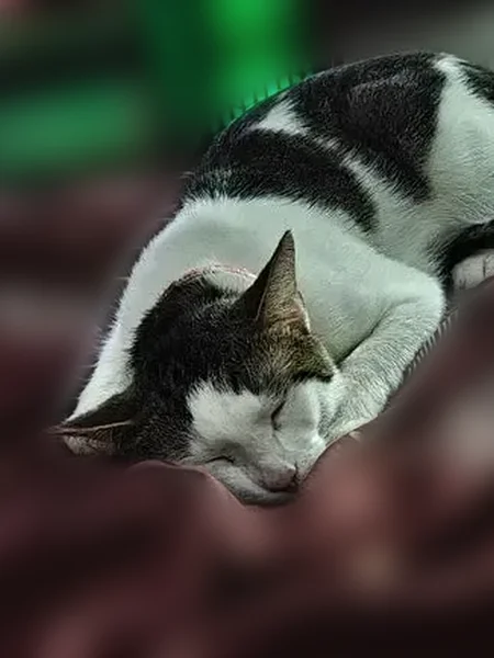 Пропала кошка, проспект Авиаконструкторов, 16 к2, Санкт-Петербург — очень игривая, боится машин, с красным ошейником - photo