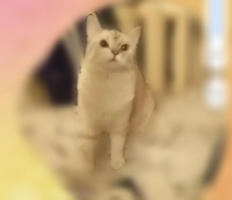 Пропала кошка, улица Прокудина, 6, Тула — шотландская прямоухая, белый окрас, полосатый хвост - photo