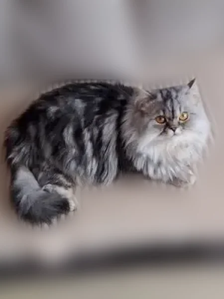 Пропала кошка, улица Якова Эшпая, 110, Йошкар-Ола — серебристо-чёрная, с белым подбородком - photo