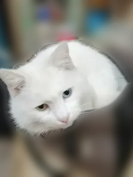 Пропала кошка, улица Красная Набережная, Астрахань — белая, разноглазая - photo