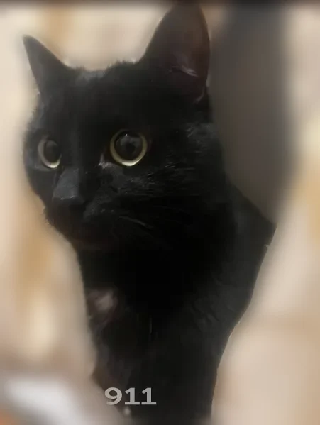 Пропала кошка, улица Ветеранов, 3, Миасс — чёрная, очень боится улицы - photo