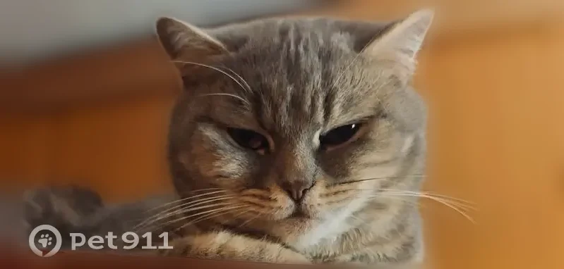 Пропала кошка, Парковая улица, 12, Брянск — домашняя пугливая, тянется к людям - photo