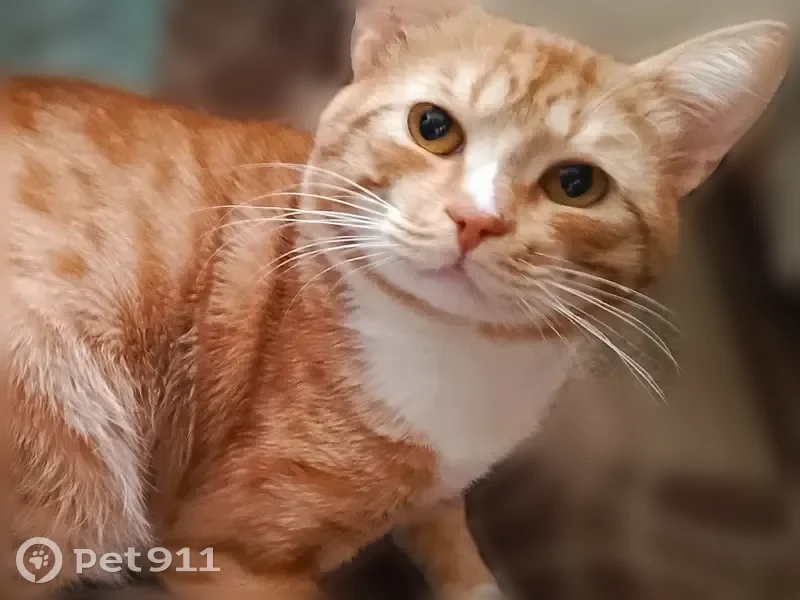 Пропала кошка, улица Малая Бугровка, 2А, Пенза — кот рыжий, беленькие носочки и галстук, не стерилизован - photo