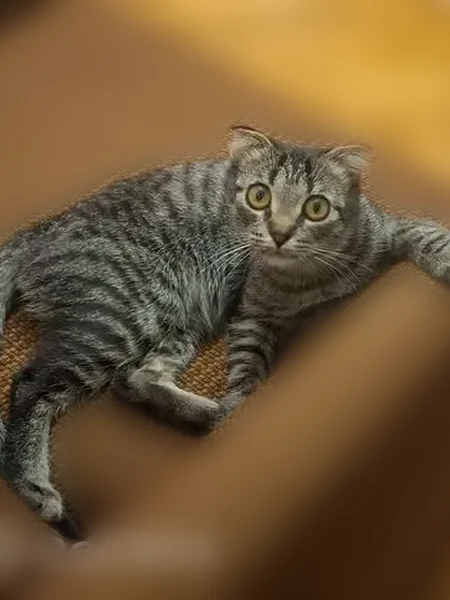 Пропала кошка, улица Маршала Бирюзова, 4, Одинцово — вислоухая, 2 года - photo
