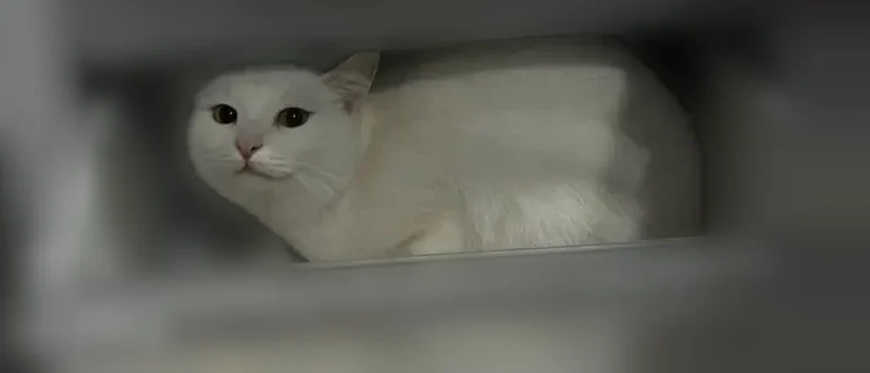 Пропала кошка, проезд Феоктистова, 17, Камышин — белоснежная, с короткой шерстью, большие ушки - photo