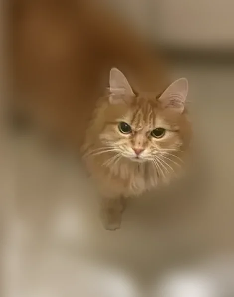 Найдена кошка, Варшавская улица, 122, Санкт-Петербург — рыжая, ласковая, выглядит домашней - photo