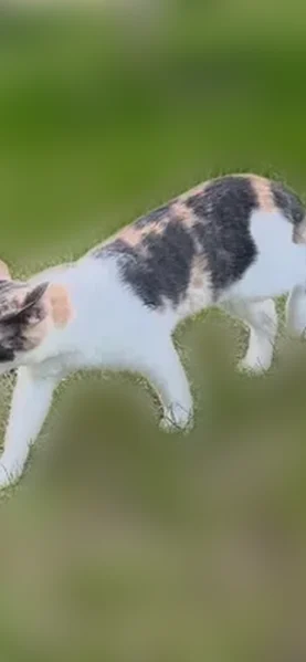 Пропала кошка, 49Н-1107, 33, Радионово, Зарелье — котёнок 5 мес - photo