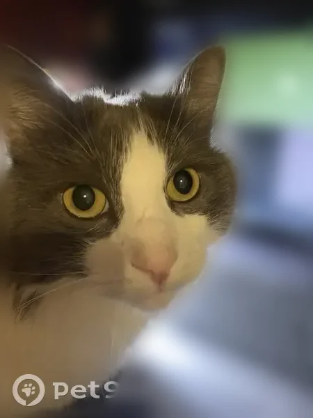 Пропала кошка, Солнечная улица, 16, Красный Бор - photo