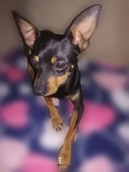 Пропала собака, улица Некрасова, 24, Белоярский — откликается на своё имя - photo