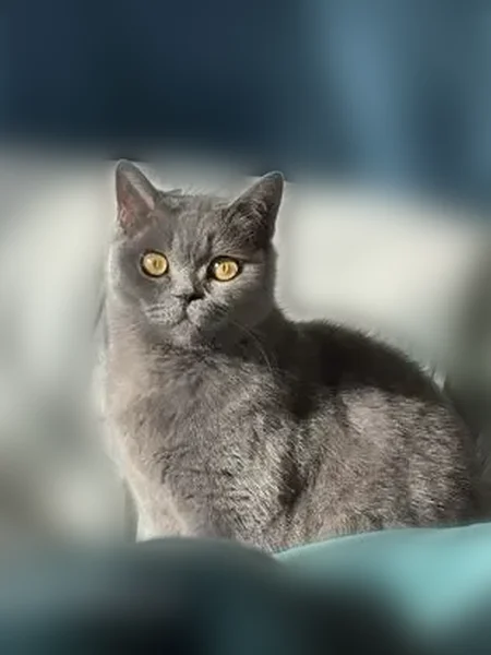 Пропала кошка, улица 1 Мая, 302, Краснодар — серая, глаза ярко-жёлтые, выпуклые - photo