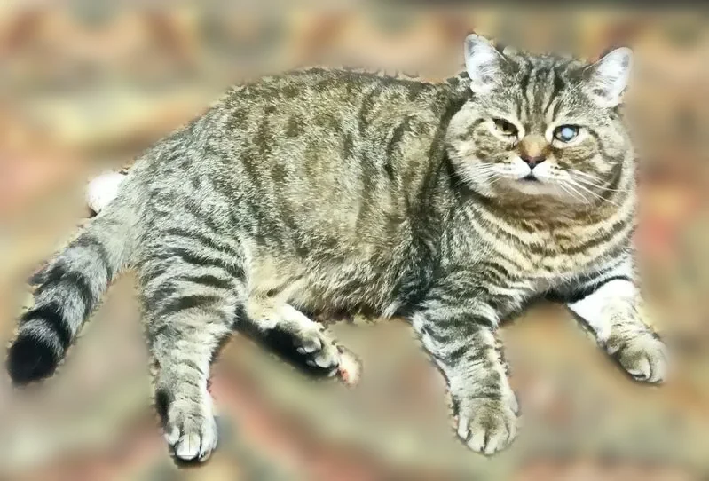 Пропала кошка, улица Дмитрова, 25, Рузаевка — коту 7 лет, шотландский прямоухий - photo