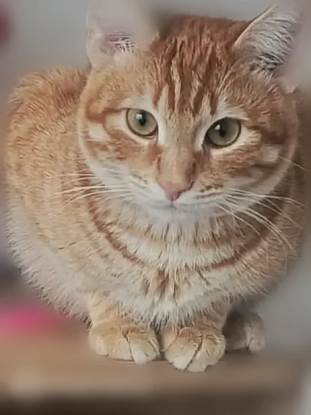 Пропала кошка, Лазурный переулок, 5, Подстёпки — рыжая, 1 год - photo
