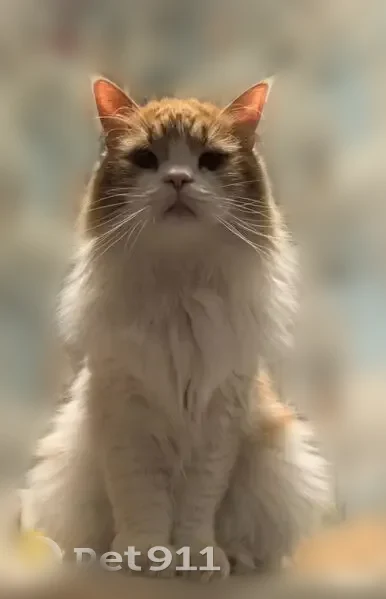 Пропала кошка, Стахановская улица, 21, Пермь — рыжий с белым, метис - photo