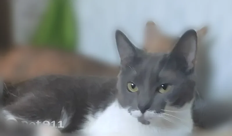 Пропала кошка, 13, Ярославль — кличка Ириска, 5 лет - photo
