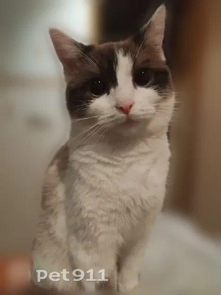 Пропала кошка, 19, Новосёлки — молодая, недавно стерилизована - photo