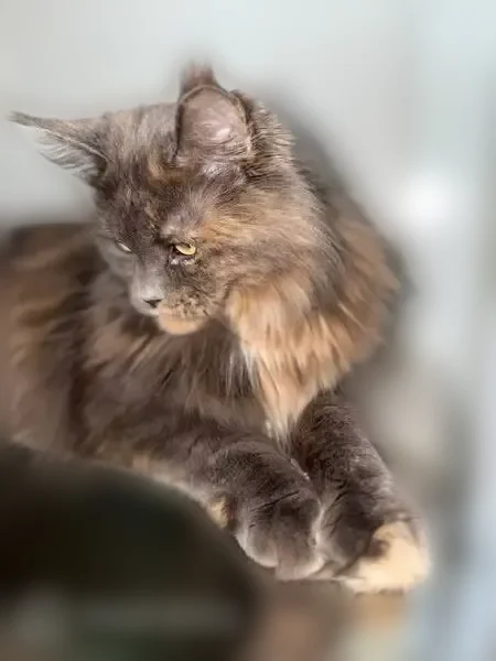 Пропала кошка, улица Ушинского, 29А, Котлас - photo