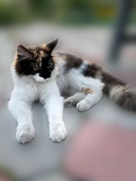 Пропала кошка, Севастьяновская улица, 18, Копейск — трёхцветная, помесь мейн-куна - photo